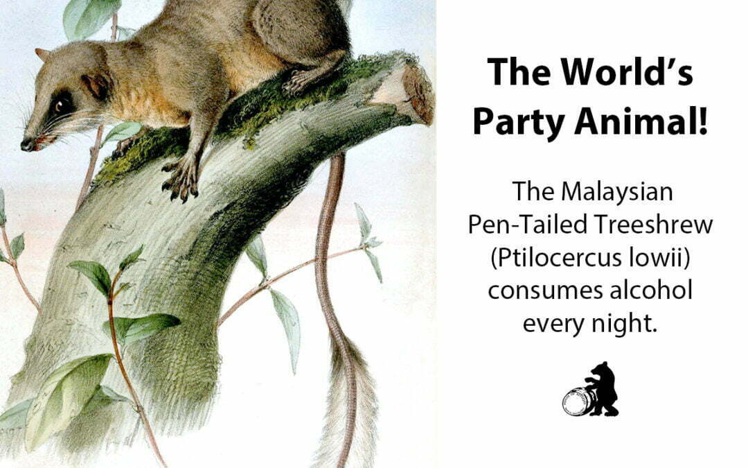The Pen-Tailed Treeshrew